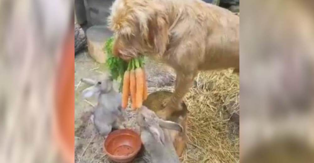 El adorable gesto de un perro para que sus pequeños amiguitos de una granja puedan alimentarse
