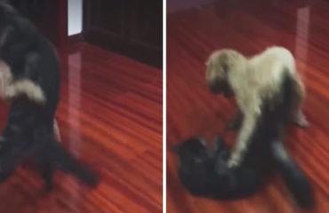 Perro Judoca