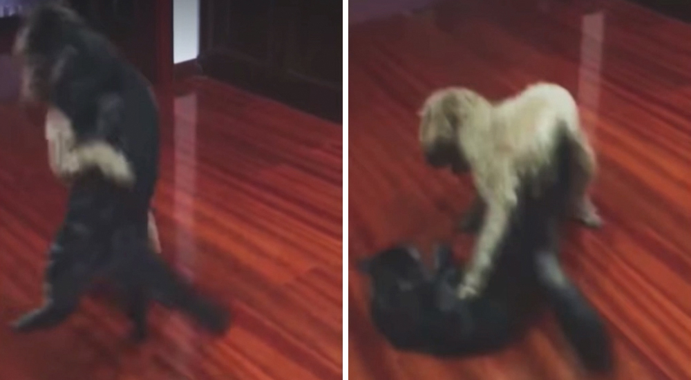Perro Judoca