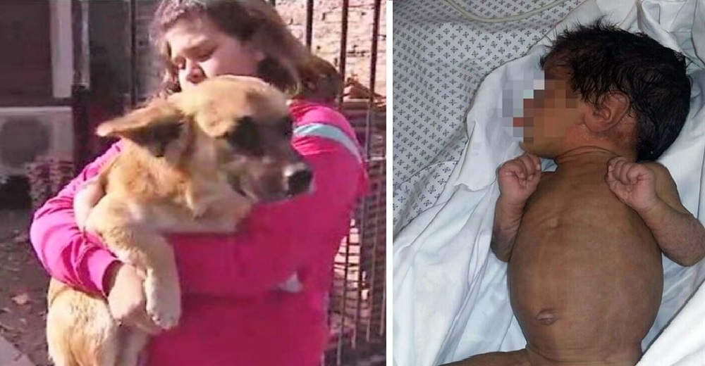 Un amoroso perrito rescata a un bebé que había sido abandonado en una bolsa de plástico Un amoroso perrito rescata a un bebé que había sido abandonado en una bolsa de plástico