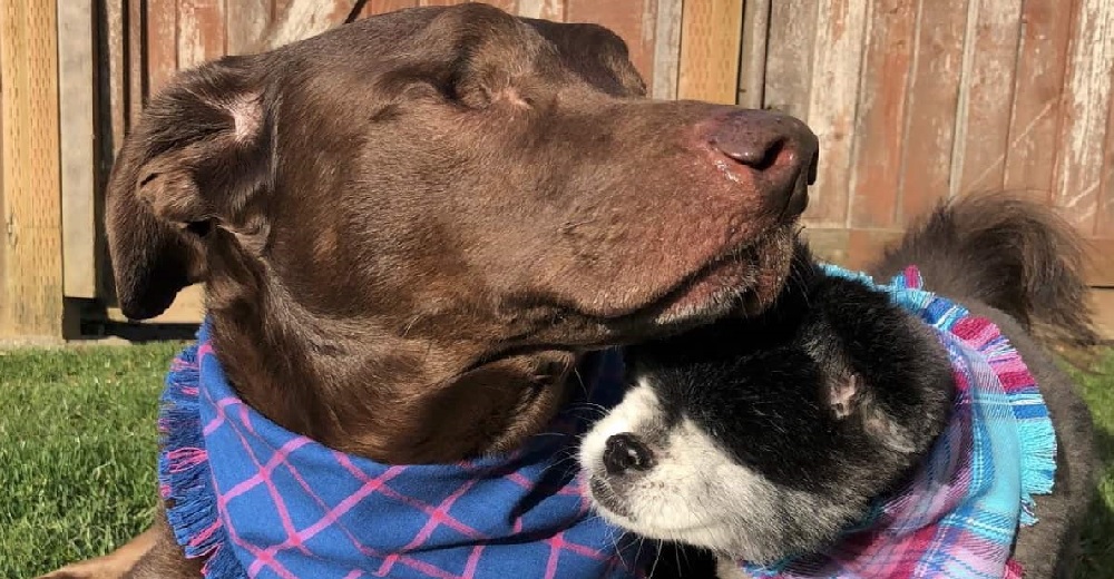 Adopta 2 perritos ciegos que todo el mundo rechazó sin pensar que cambiaría su vida para siempre