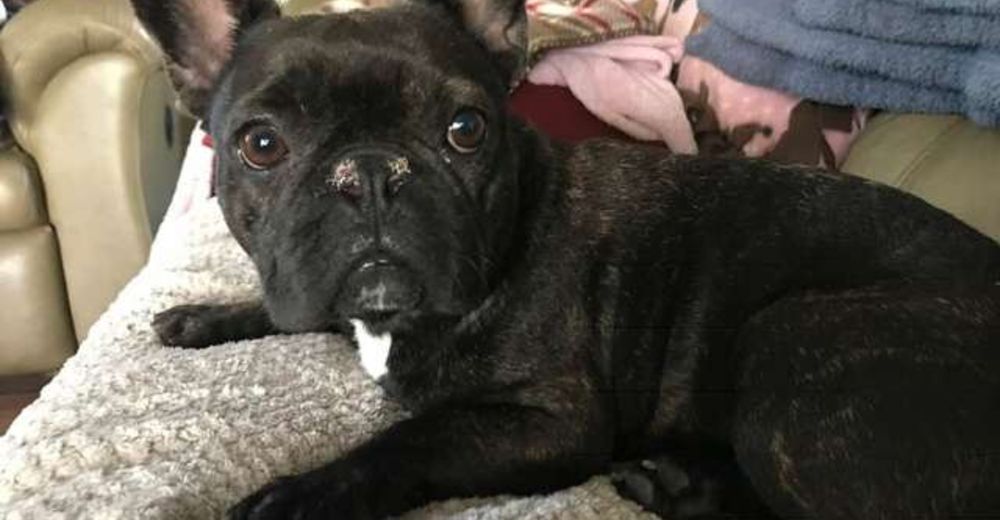 Fue prisionera toda su vida dando a luz perros de raza, hasta que ya no pudo más… Fue prisionera toda su vida dando a luz perros de raza, hasta que ya no pudo más…