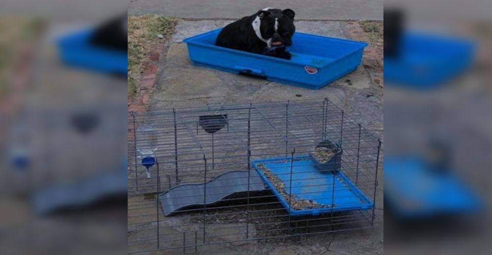 Un afligido perrito se aferra a la jaula de su mejor amigo al no poder superar su partida Un afligido perrito se aferra a la jaula de su mejor amigo al no poder superar su partida