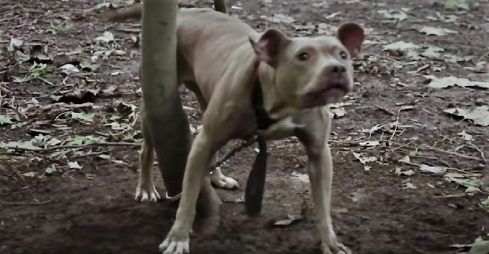 Rescatan una pit bull atada en las profundidades del bosque y sospechan lo peor de su pasado Rescatan una pit bull atada en las profundidades del bosque y sospechan lo peor de su pasado