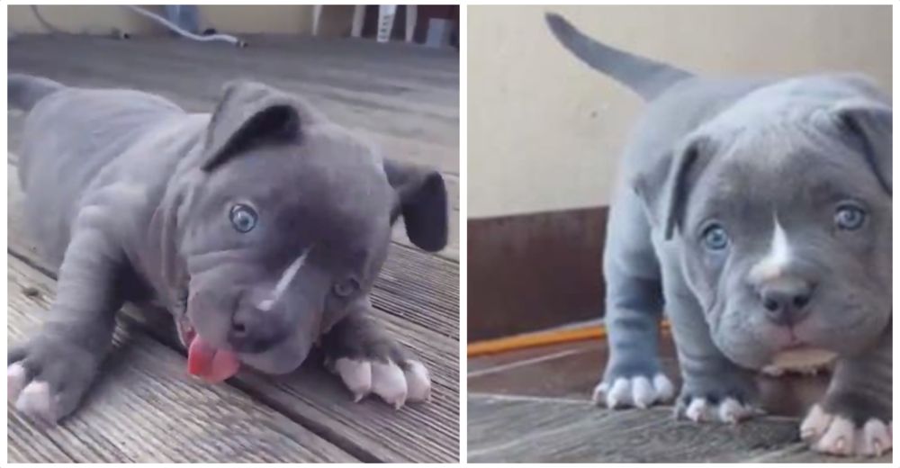 La «peligrosa» ternura que hay detrás de los perros de raza pitbull La «peligrosa» ternura que hay detrás de los perros de raza pitbull
