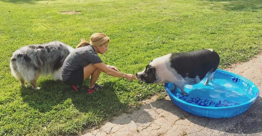Boris, el adorable cerdito adoptado que ha demostrado ser el mejor hijo del mundo Boris, el adorable cerdito adoptado que ha demostrado ser el mejor hijo del mundo