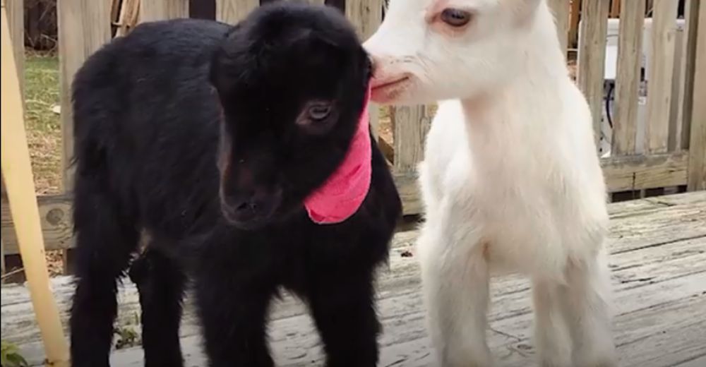Esta adorable cabra tiene como misión destruir todo lo que esté a su paso Esta adorable cabra tiene como misión destruir todo lo que esté a su paso