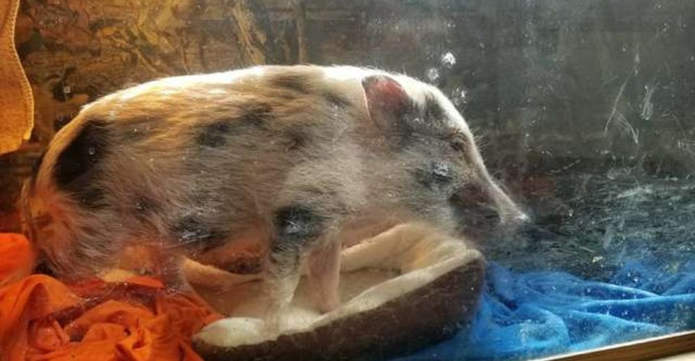 Encierran a un «mini» cerdito en una pecera «para que no creciera»… Encierran a un «mini» cerdito en una pecera «para que no creciera»…