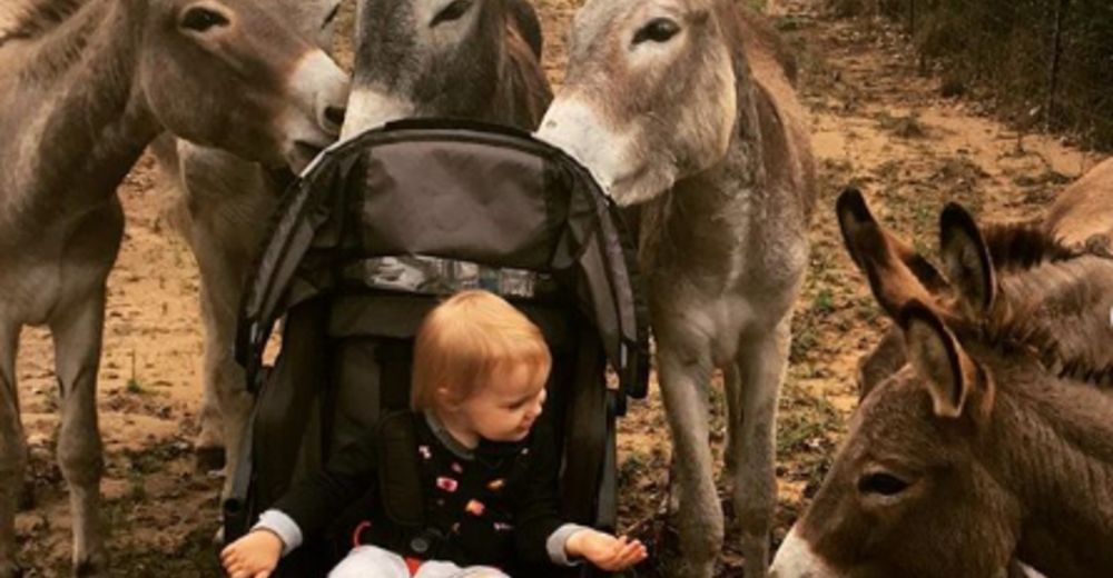 Estos burros rescatados están obsesionados con su pequeña humana favorita Estos burros rescatados están obsesionados con su pequeña humana favorita
