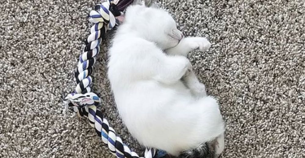 Churro, el diminuto gatito luchador que inspira a todos los que dicen «No puedo» Churro, el diminuto gatito luchador que inspira a todos los que dicen «No puedo»