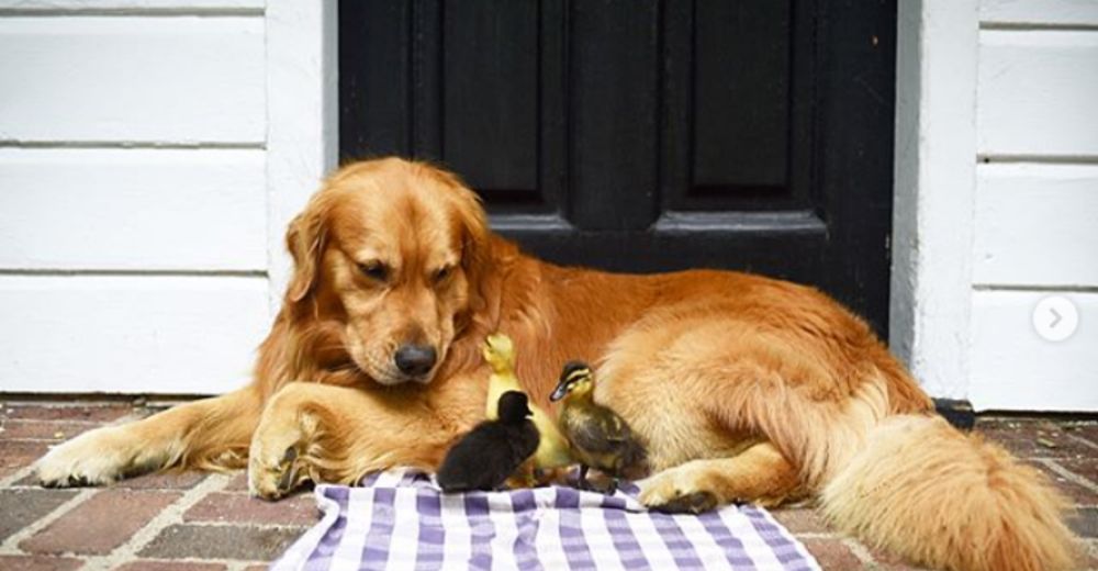 Este adorable Golden Retriever ha suplantado a la madre de estos tres pequeños patitos Este adorable Golden Retriever ha suplantado a la madre de estos tres pequeños patitos