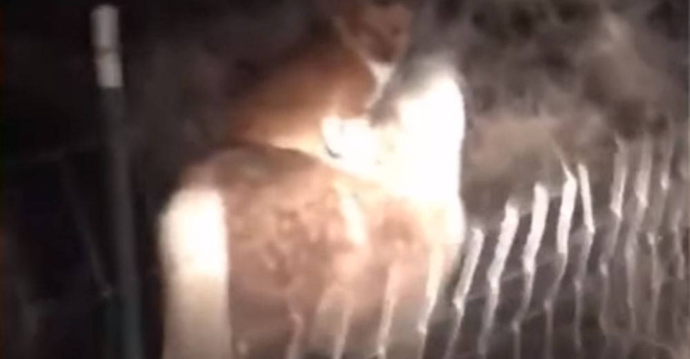 Esta mujer despertó de madrugada sólo para encontrar a su poni paseando al perro del vecino Esta mujer despertó de madrugada sólo para encontrar a su poni paseando al perro del vecino