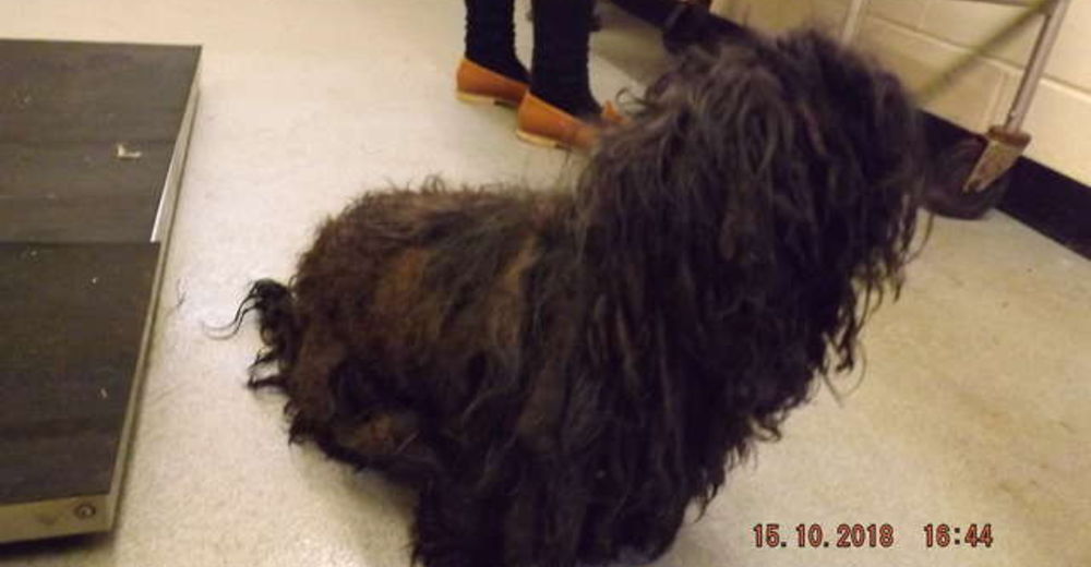 Sospechosamente abandonan a 15 perros de la peor forma en la misma zona y durante el mismo día Sospechosamente abandonan a 15 perros de la peor forma en la misma zona y durante el mismo día