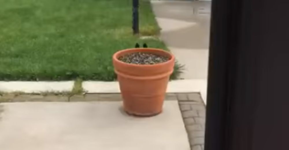 Las redes alucinan con la perrita que lleva a otro nivel este clásico juego infantil Las redes alucinan con la perrita que lleva a otro nivel este clásico juego infantil