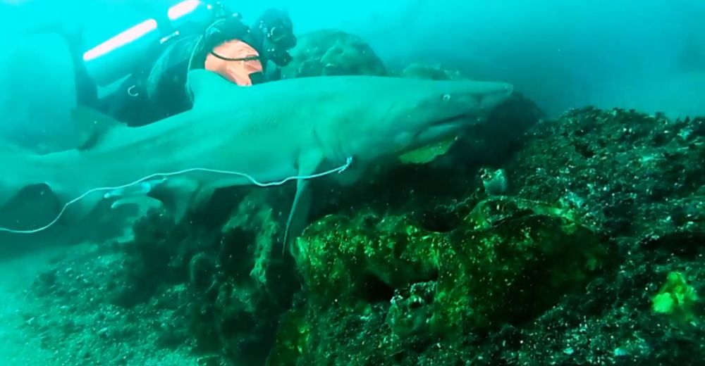 Vivía el peor suplicio, él le salvó la vida y el animal tuvo el mayor gesto de gratitud