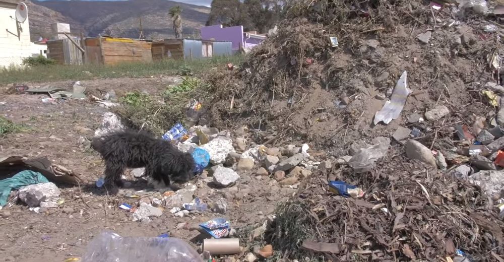 Apenas tenía 3 meses y lo tiraron al basurero, su familia consiguió un perro nuevo Apenas tenía 3 meses y lo tiraron al basurero, su familia consiguió un perro nuevo