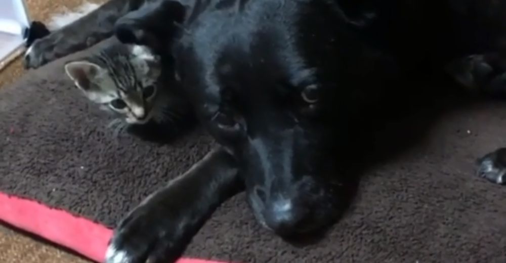 Esta perrita desafía la rivalidad más antigua en el reino animal de la manera más conmovedora Esta perrita desafía la rivalidad más antigua en el reino animal de la manera más conmovedora