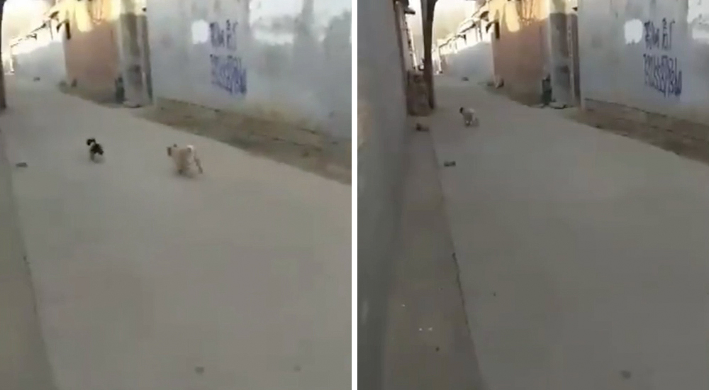 Un perro iba a atacar a un cachorrito, llegan unos aliados inesperados y enseguida se arrepiente Un perro iba a atacar a un cachorrito, llegan unos aliados inesperados y enseguida se arrepiente
