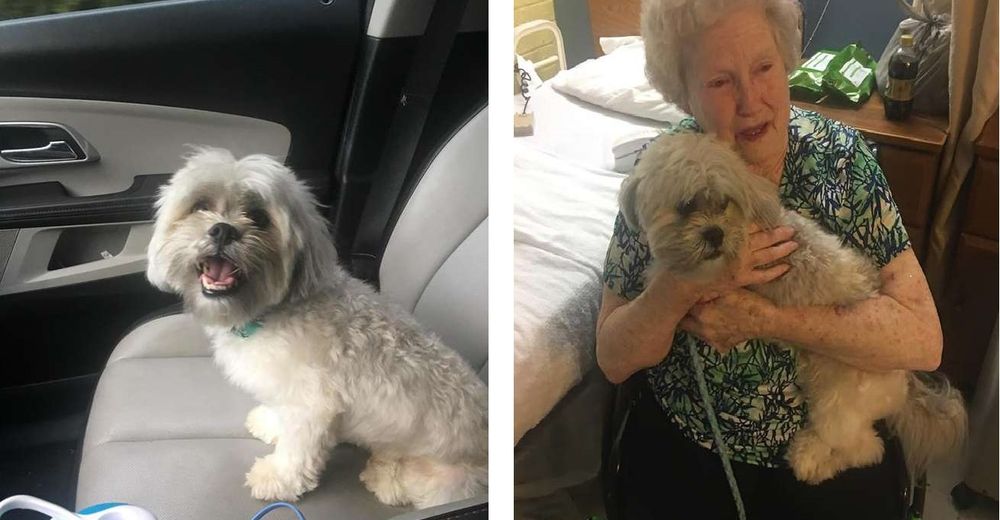 Abuelita rompe a llorar al ser sorprendida con un perrito que le devolvió la esperanza de vivir Abuelita rompe a llorar al ser sorprendida con un perrito que le devolvió la esperanza de vivir