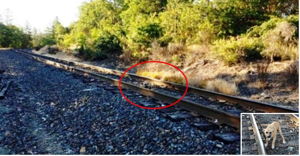 Ve un «bulto» que se mueve en la vía del tren y lo llama–De pronto unos ojitos suplicaban ayuda Ve un «bulto» que se mueve en la vía del tren y lo llama–De pronto unos ojitos suplicaban ayuda