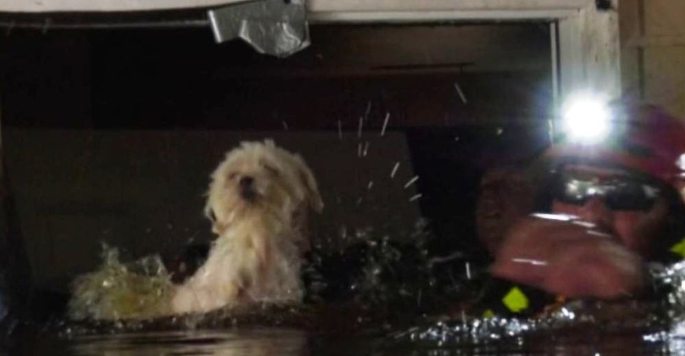 La encuentran flotando sobre el sofá de una casa inundada tras 8 días sin probar bocado La encuentran flotando sobre el sofá de una casa inundada tras 8 días sin probar bocado