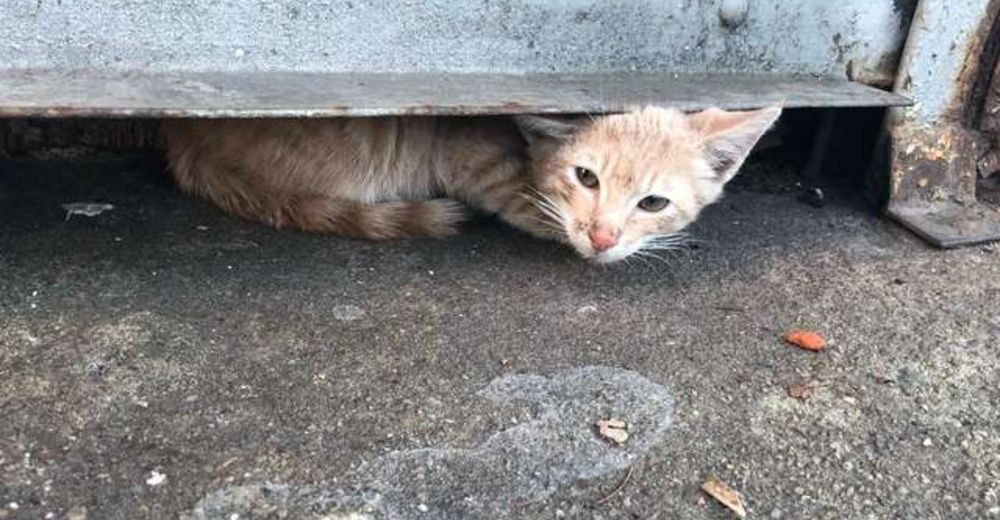 Esta mujer pasó horas tratando de rescatar a un gato del escondite más pequeño Esta mujer pasó horas tratando de rescatar a un gato del escondite más pequeño