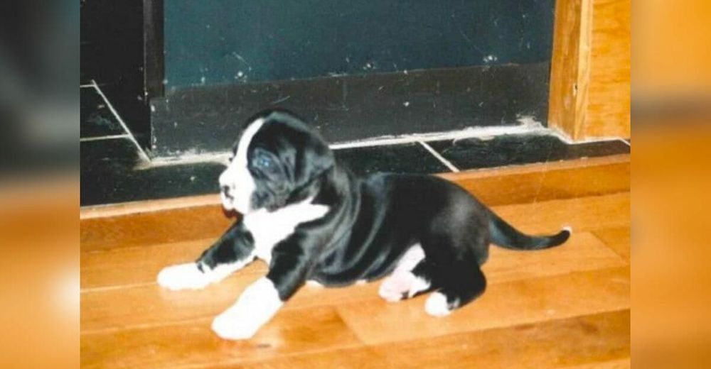 Su esposa adopta a este perro pequeño en contra de su voluntad, pero después descubre el engaño