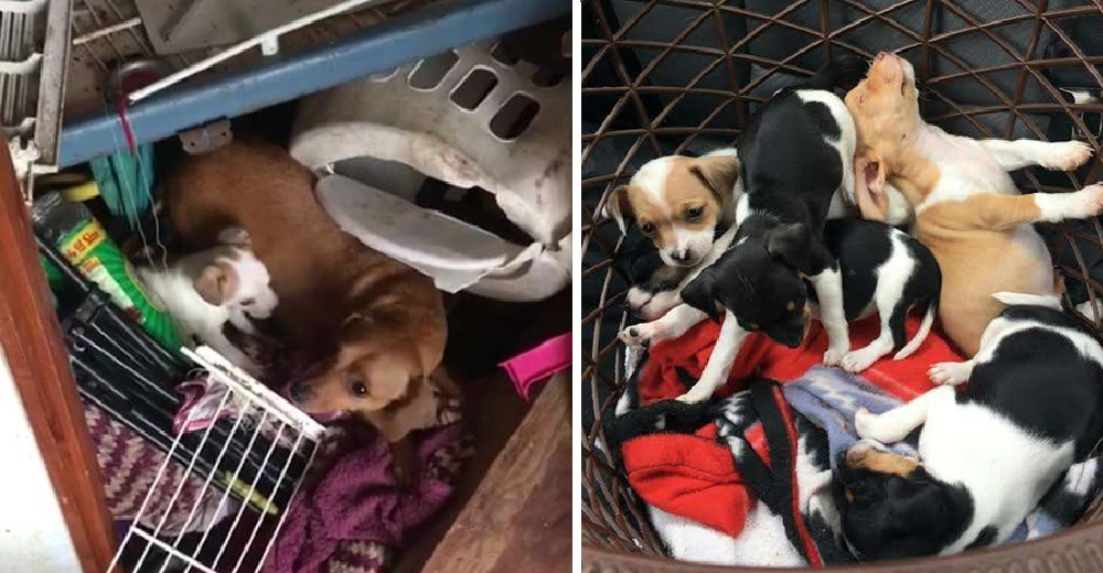 Iban a rescatar un par de perros, entran y se encuentran con la verdadera «casa de los horrores» Iban a rescatar un par de perros, entran y se encuentran con la verdadera «casa de los horrores»