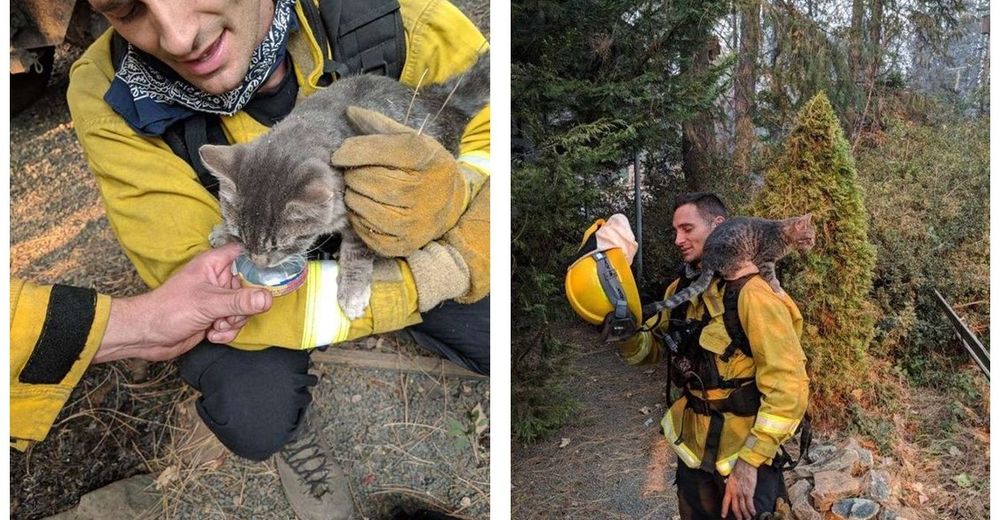 Salva de la muerte a un gatito atrapado en un incendio y ahora no se separa de su lado Salva de la muerte a un gatito atrapado en un incendio y ahora no se separa de su lado