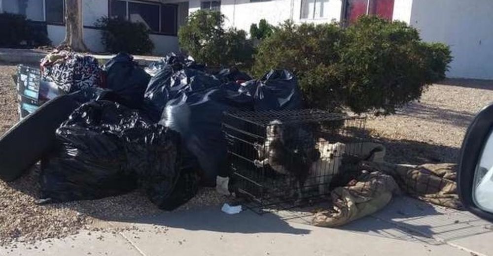 Los despojaron de su casa y dejaron a sus perritos enjaulados junto al resto de la basura Los despojaron de su casa y dejaron a sus perritos enjaulados junto al resto de la basura
