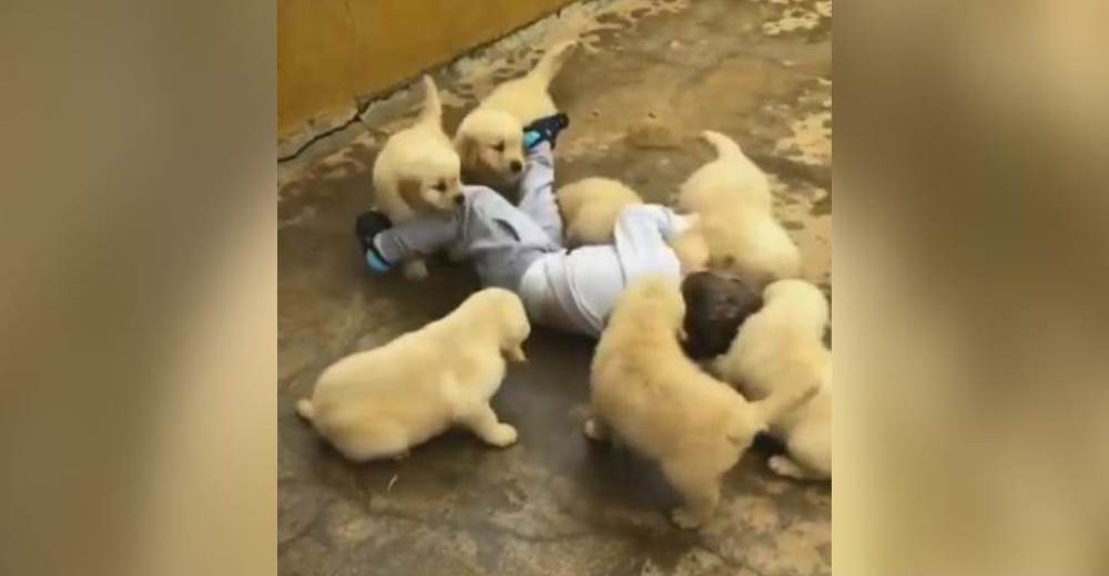 El tierno ataque de mimos y cosquillas de 7 cachorritos Golden Retriever a un pequeño de 2 años