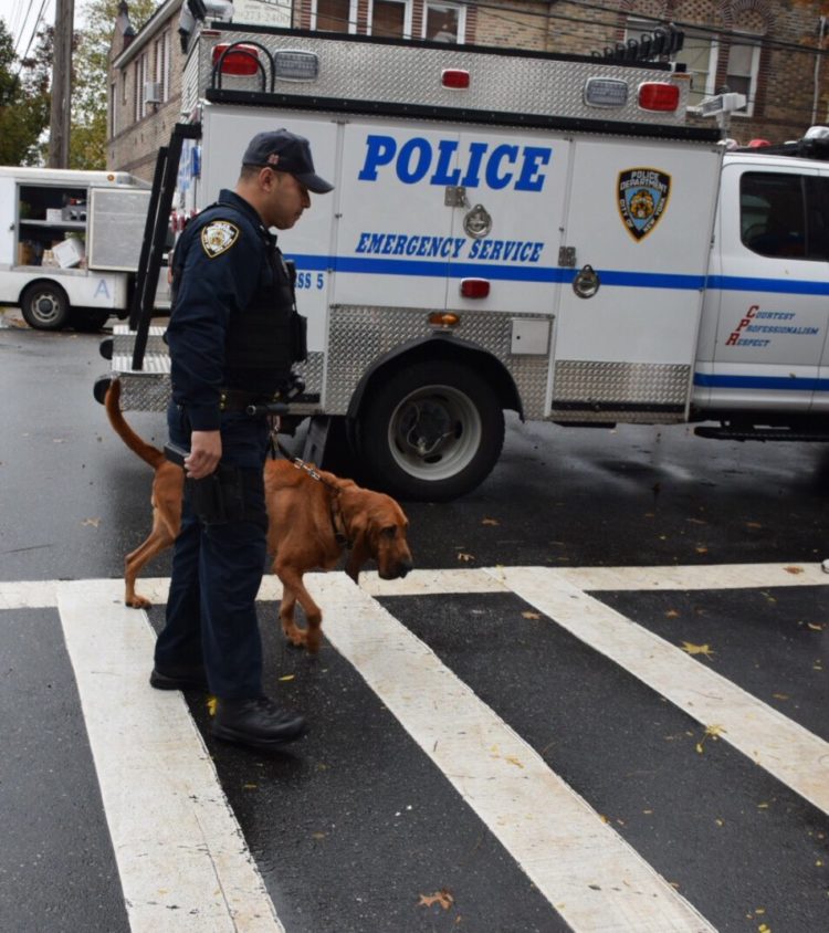 Ángel Perro K-9