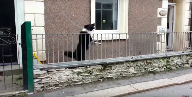 Ash Border Collie