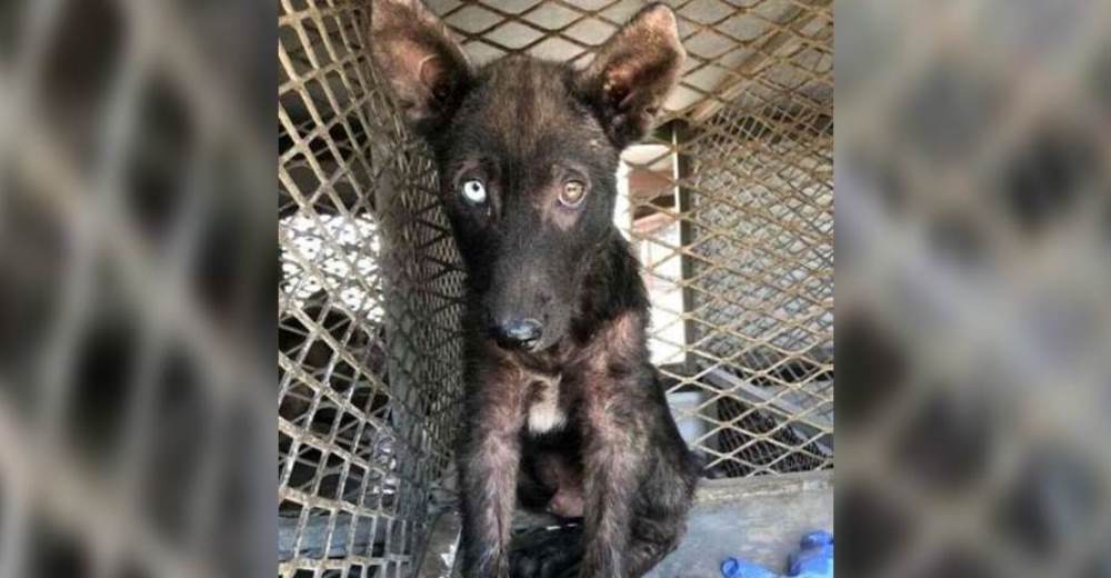 Gravemente enfermo y aterrorizado, este valiente perrito se transforma sólo con un poco de amor