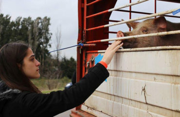 Buenos Aires Animal Save
