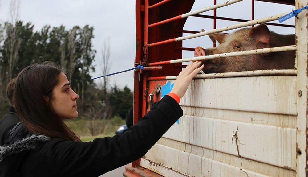 Buenos Aires Animal Save