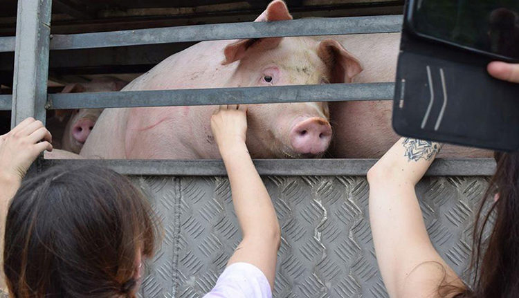 Buenos Aires Animal Save