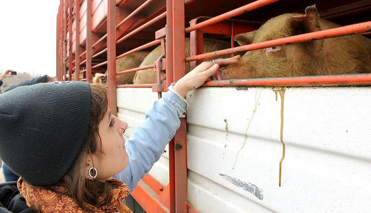 Buenos Aires Animal Save