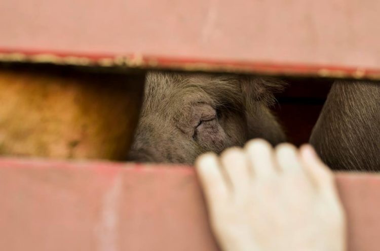 Buenos Aires Animal Save