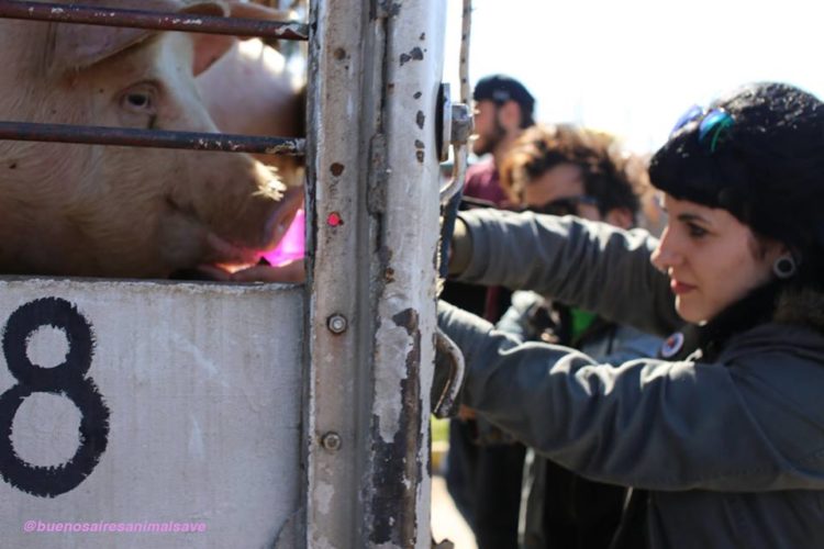 Buenos Aires Animal Save