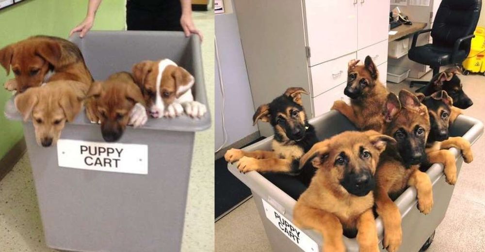 Inventan una tierna solución para transportar lo más adorable que tiene el refugio Inventan una tierna solución para transportar lo más adorable que tiene el refugio
