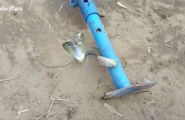 Cobra rescatada