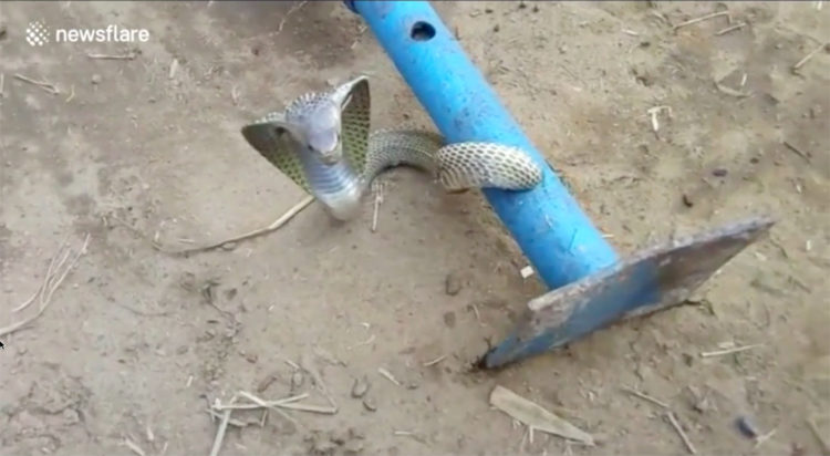 Cobra rescatada