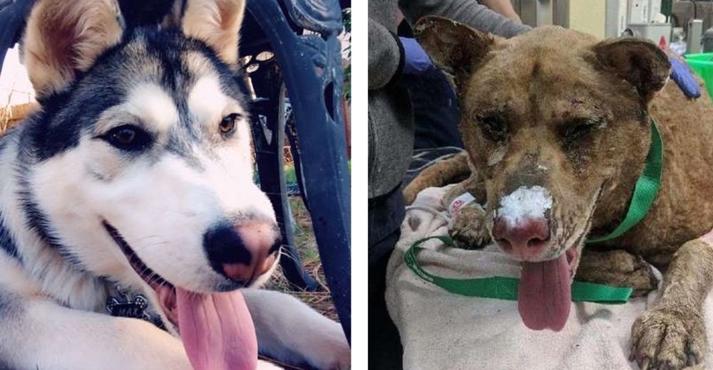 Dieron por muerto a su husky en un fuerte incendio hasta que ven a un perro raro en las noticias Dieron por muerto a su husky en un fuerte incendio hasta que ven a un perro raro en las noticias
