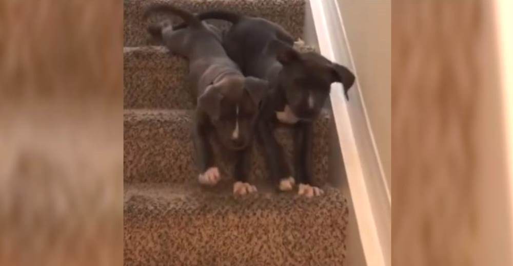 Dos cachorritos pit bull aprenden a bajar las escaleras y las redes no pueden más de la ternura