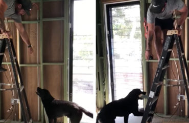 Labrador Constructor