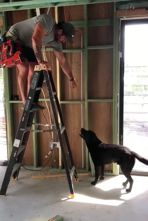 Labrador Constructor