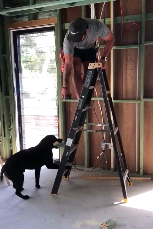 Labrador Constructor