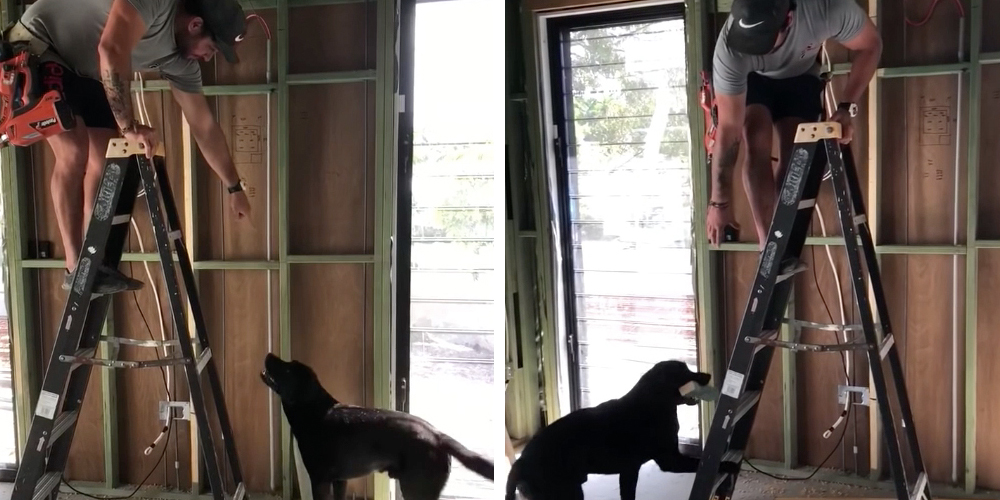 Labrador Constructor