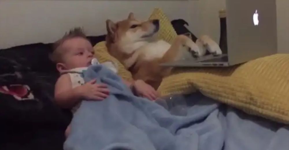 La tierna escena de un bebé y su perro acurrucándose juntos para ver sus caricaturas favoritas La tierna escena de un bebé y su perro acurrucándose juntos para ver sus caricaturas favoritas
